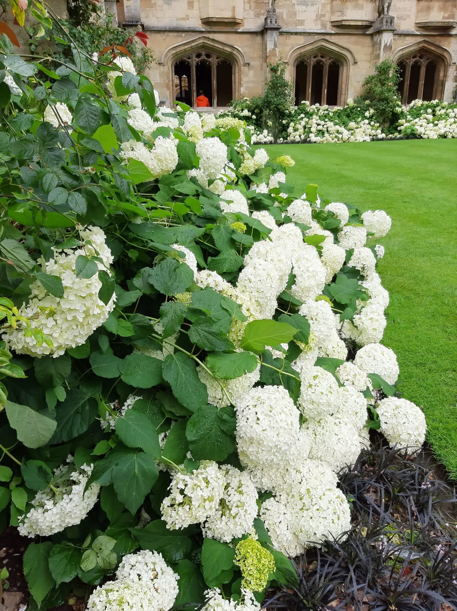 area-guide-white-flower - College and County